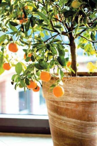 How to Grow Citrus in Pots Indoors